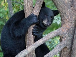 Mungkin Lagi Galau, Beruang Ini Mengoceh di Atas Pohon