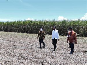 Ada 5 Pabrik Gula Baru yang Berdiri di Indonesia, Ini Lokasinya