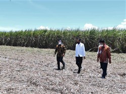 Industri Gula Didorong Terapkan Teknologi Modern