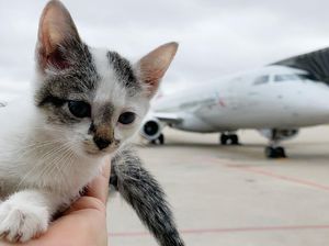 Berkeliaran di Landasan Pesawat, Kucing Ini Diadopsi Petugas Keamanan