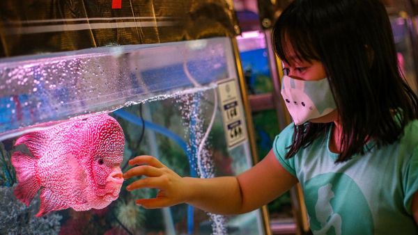 500 Ikan Louhan Ikutan Kontes Nasional di Tangerang
