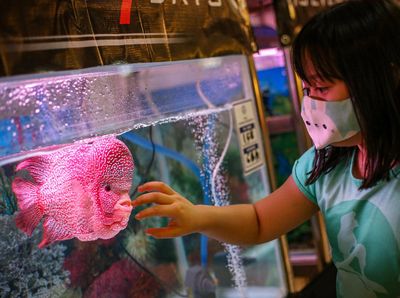 500 Ikan Louhan Ikutan Kontes Nasional di Tangerang