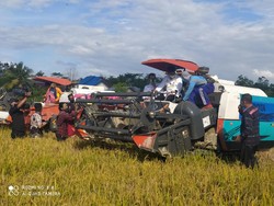 Panen Raya 178 Ha di Sultra, Mentan Wanti-wanti KUR Petani