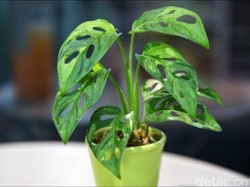 Menyikapi Pesona Janda Bolong