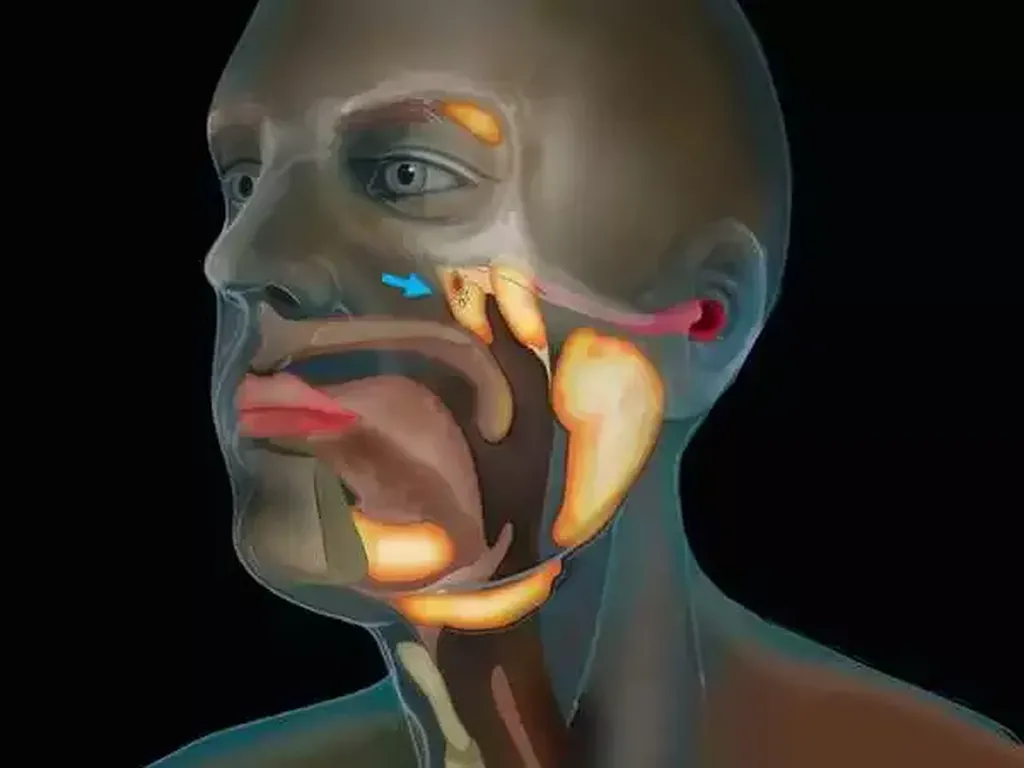 Ilmuwan Temukan Organ Baru di Tubuh Manusia! Ilmuwan Temukan Organ Baru di Tubuh Manusia!
