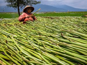 Pemanfaatan Eceng Gondok di Danau Rawa Pening Pemanfaatan Eceng Gondok di Danau Rawa Pening