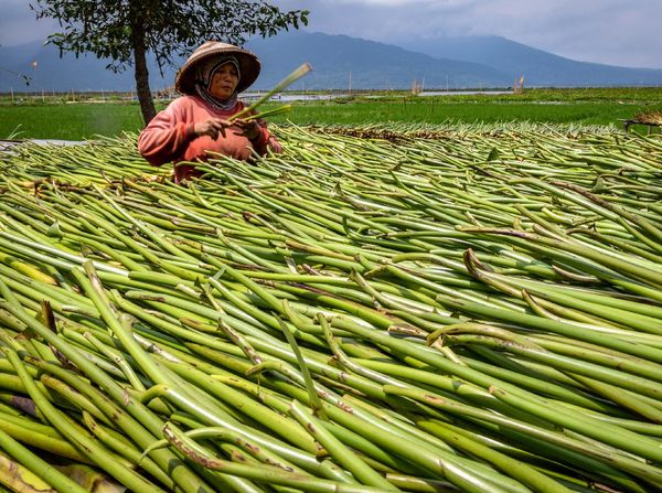 Pemanfaatan Eceng Gondok di Danau Rawa Pening