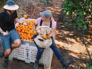 Petani Australia Putus Asa, Mendesak Agar Backpacker Segera Didatangkan Petani Australia Putus Asa, Mendesak Agar Backpacker Segera Didatangkan