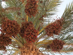 Saad Hussein, Orang Terakhir yang Produksi Arak Kurma