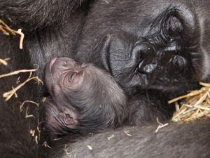 Gorila Jantan di Kebun Binatang Ini Melahirkan, Bikin Kaget