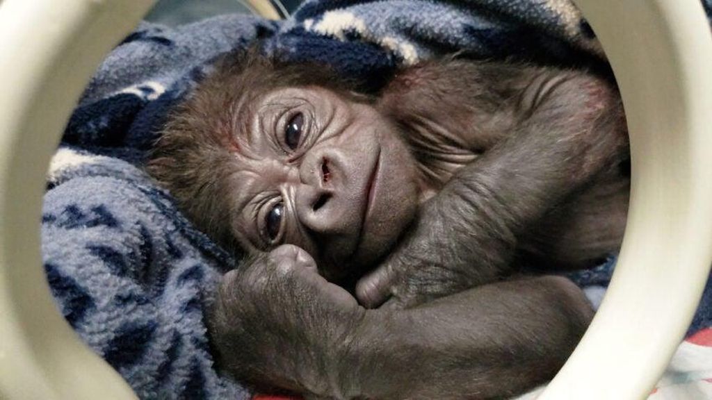 Potret Bayi Gorila Laki-Laki yang Lahir di Kebun Binatang Inggris