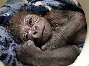 Potret Bayi Gorila Laki-Laki yang Lahir di Kebun Binatang Inggris