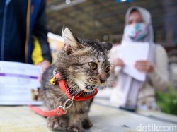 Jaringan Ikat pada Hewan: Fungsi, Faktor Penyusun, dan Jenisnya