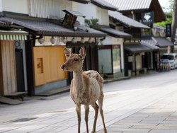Lindungi Rusa Suci, Jepang Bikin Pengganti Kantong Plastik Bisa Dimakan
