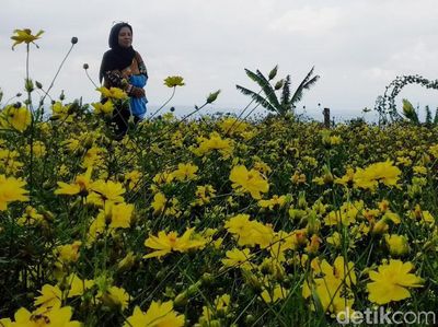Menikmati Indahnya Taman Bunga Celosia di Kuningan