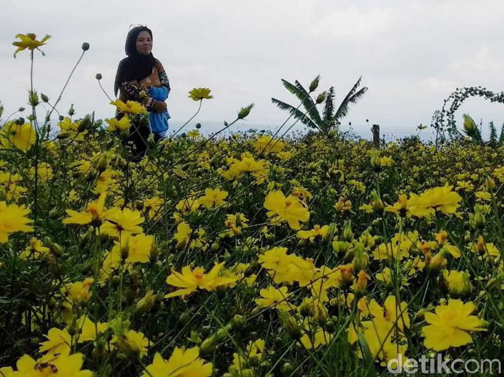 Menikmati Indahnya Taman Bunga Celosia di Kuningan Menikmati Indahnya Taman Bunga Celosia di Kuningan
