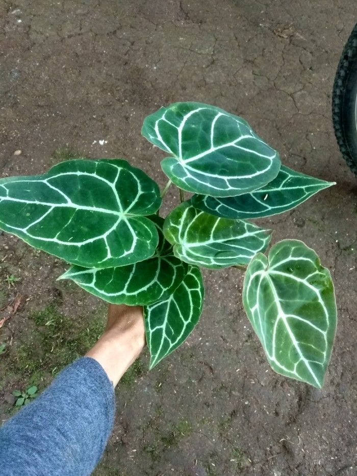 Tanaman Kuping Gajah (Tangkapan Layar via Tokopedia/Tukang Taman Karya Alam)