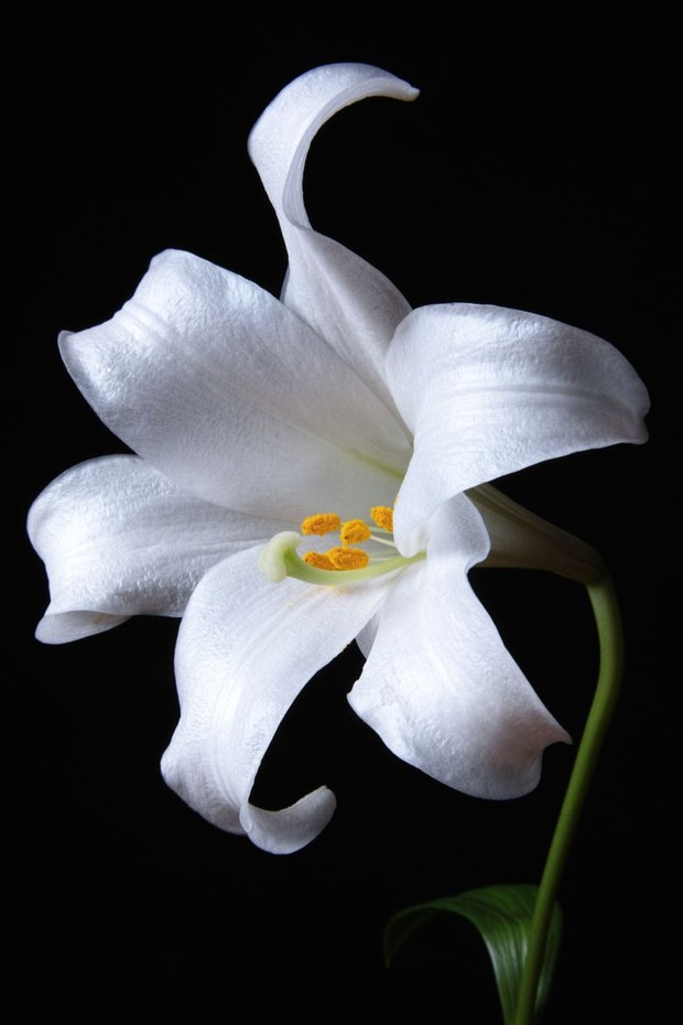 Ilustrasi warna putih