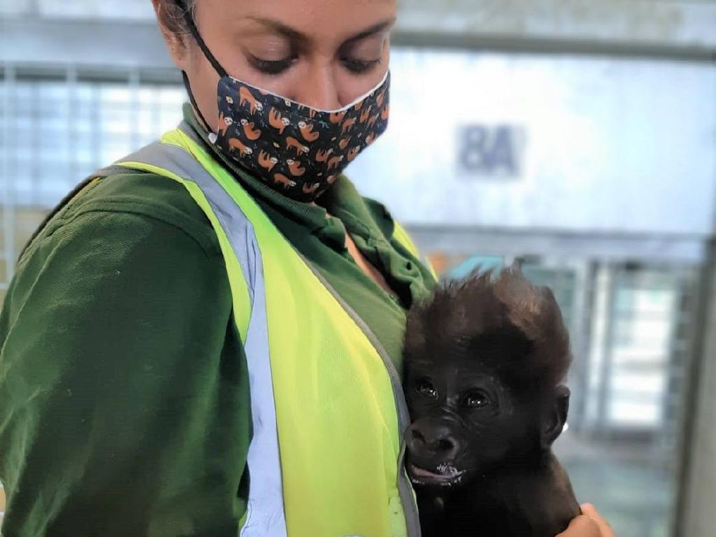 Jaga Bayi Gorila, Penjaga Bonbin Tiru Kebiasaan Induknya