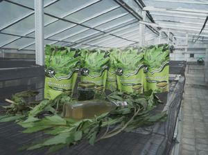 Ubaya Bantu Petani Buat Inovasi dari Ashitaba Saat Pandemi COVID-19