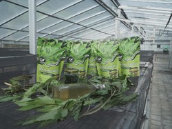 Ubaya Bantu Petani Buat Inovasi dari Ashitaba Saat Pandemi COVID-19