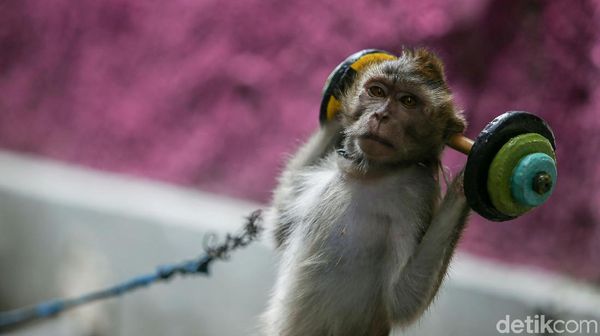 Ironi Topeng Monyet, Masih Beraksi Meski Dilarang di DKI