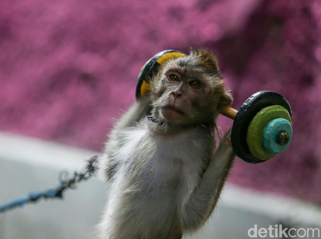 Ironi Topeng Monyet, Masih Beraksi Meski Dilarang di DKI