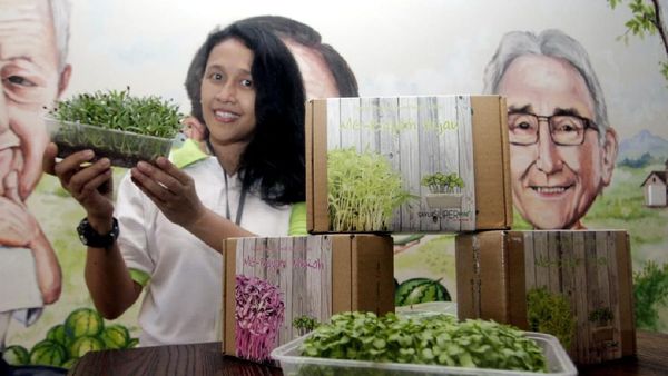 Budidaya Sayur Super Mini di Masa Pandemi