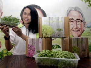 Budidaya Sayur Super Mini di Masa Pandemi