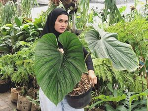 Wanita Ini Sukses Bisnis Tanaman Hias, Jadi Langganan Artis dan Selebgram