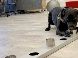 Mampu Deteksi Corona, Mengapa Anjing Tak Digunakan Kendalikan Pandemi?