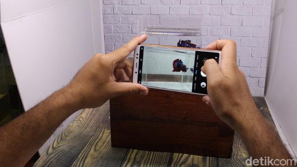 Geliat Peternak Ikan Cupang Rambah Media Sosial