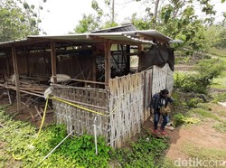 Ini Dia Kandang Ayam yang Jadi Saksi Bisu Pembunuhan Sadis Yulia