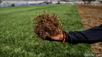 Keren! Rumput di Stadion JIS Ini Berstandar FIFA Lho