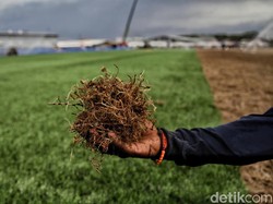 Heboh Renovasi JIS, Ini Beda Rumput Stadion Standar FIFA dan Rumput Taman