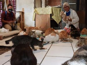 Kisah Janda Tua di Bandung Hidup Bersama 90 Kucing Liar
