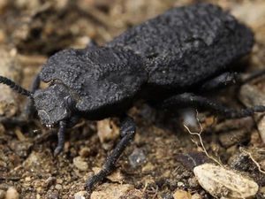 Misteri Kumbang Kulit Besi yang Tahan Dilindas Mobil