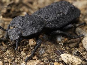 Misteri Kumbang Tetap Hidup Meski Dilindas Mobil Telah Terungkap