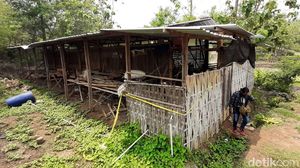 Penampakan Kandang Ayam yang Jadi Lokasi Pembunuhan Sadis Yulia