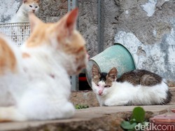 Mediasi Larangan Beri Makan Kucing Liar di Jakbar Digelar Siang Ini