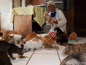 Janda Sebatang Kara Ini Hidup Bersama 90 Kucing Liar di Bandung