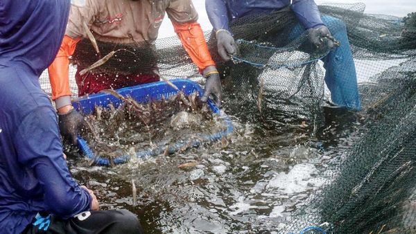 Saat IoT Bantu Tingkatkan Kualitas Budidaya Ikan dan Udang