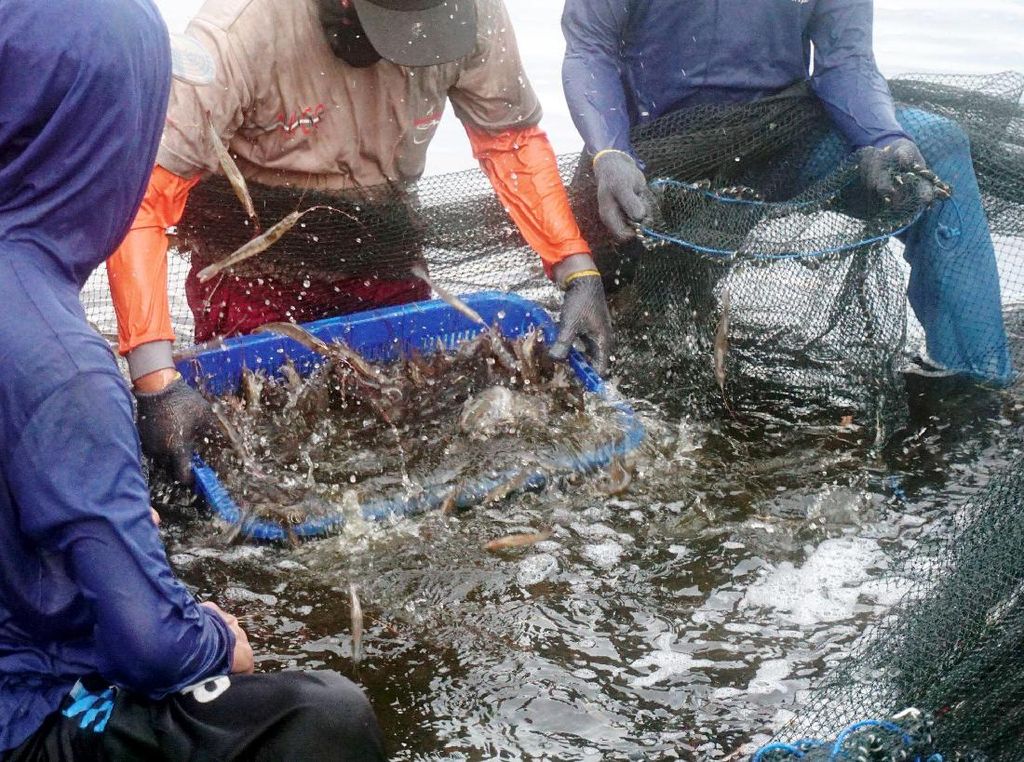 Begini Caranya Agar RI Jadi Raja Udang Dunia Begini Caranya Agar RI Jadi Raja Udang Dunia