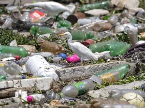 Ambisi Membersihkan Sungai Paling Tercemar di Brasil Ambisi Membersihkan Sungai Paling Tercemar di Brasil