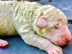 Enggak Biasa! Anjing Ini Lahir Berbulu Hijau