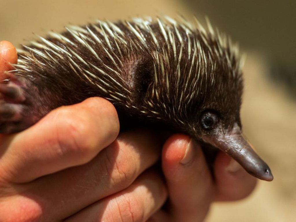 Jatuh Usai Diperebutkan Burung Gagak dan Murai, Bayi Trenggiling Selamat Jatuh Usai Diperebutkan Burung Gagak dan Murai, Bayi Trenggiling Selamat