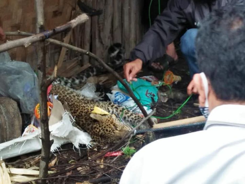 Sempat Dirawat, Macan Tutul yang Terluka di Kawah Putih Mati Sempat Dirawat, Macan Tutul yang Terluka di Kawah Putih Mati