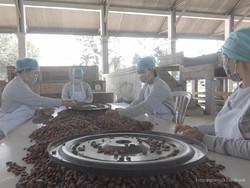 Top! Petani Kakao Tembus Ekspor ke Belanda di Tengah Pandemi