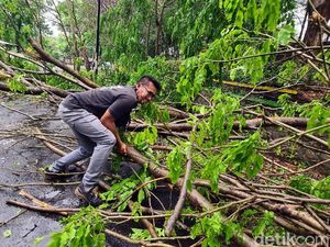 Pohon Tumbang Timpa Pemotor di Palabuhanratu Sukabumi
