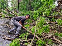 Pohon Tumbang Timpa Pemotor di Palabuhanratu Sukabumi